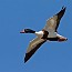 thumbs/IMG_6524.jpg